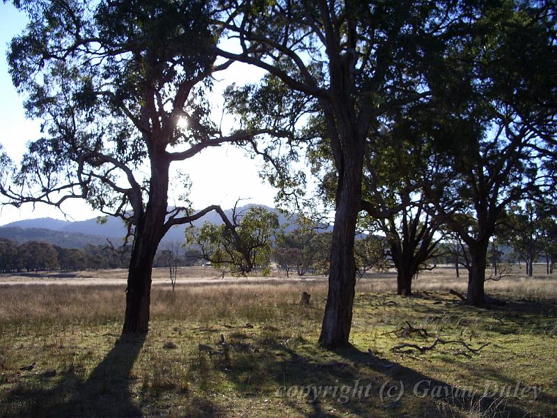 Eucalypts, Yarrowyck IMGP9775.JPG